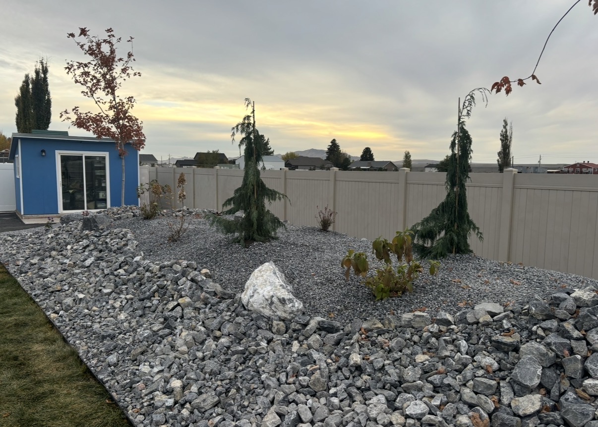 Xeriscape with weeping spruce and decorative boulders